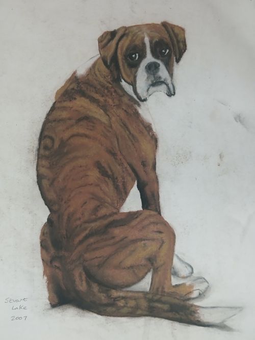 Boxer dog portrait