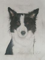 collie dog