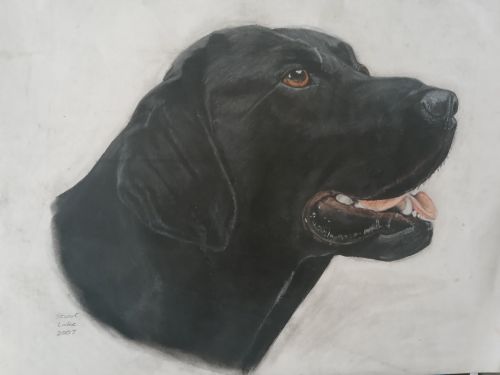 labrador portrait
