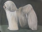 Old English Sheepdog